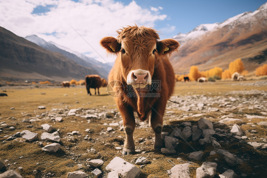 高原农场中的奶牛图片