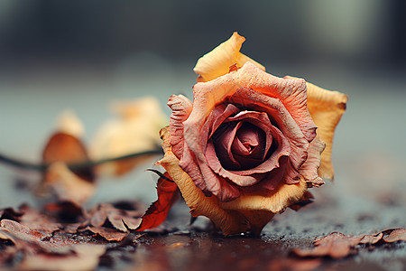 凋零美丽的瑰花朵高清图片