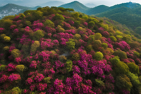 百里海花的美丽景观图片