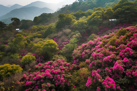 山色如黛百里花海图片