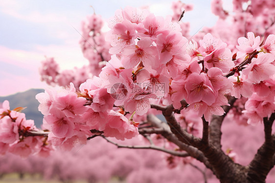 春季花园中盛开的美丽桃花图片