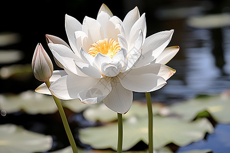 美丽的白色莲花花朵图片