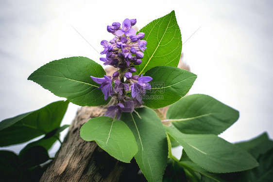 树枝上的紫苏花图片