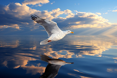 水面上展翅飞翔的海鸥图片
