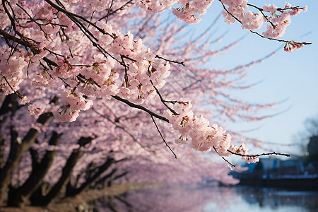 春季绽放的樱花景观图片