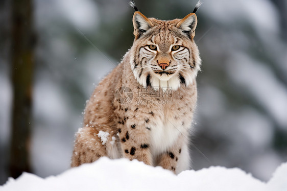 冬季雪山中的猞猁图片