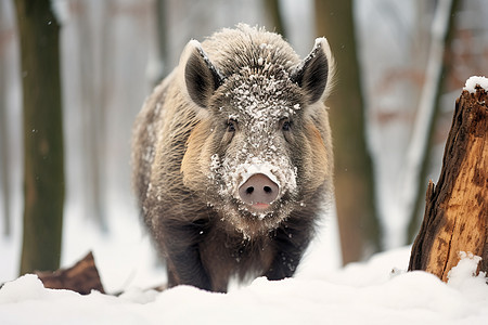 户外雪地上的野猪图片
