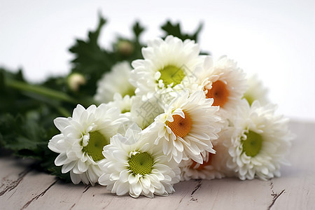绽放的白色菊花图片