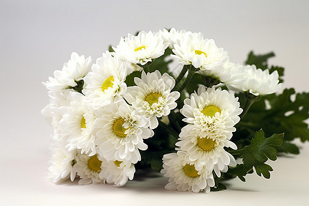 桌面上的白色菊花图片