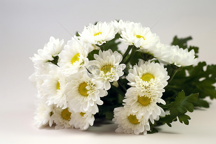 桌面上的白色菊花图片