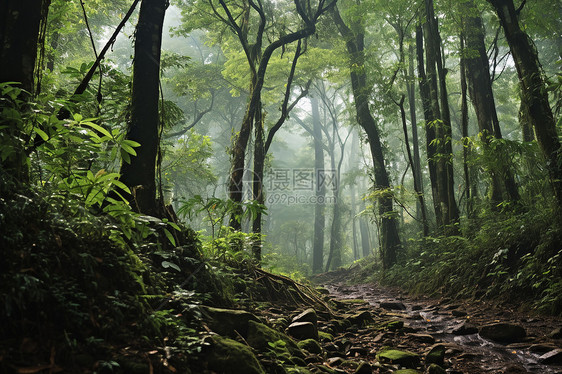 静谧的林间小路图片