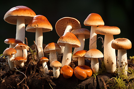 生长的蘑菇图片