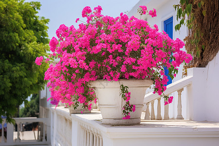 粉色白色台阶台阶上的盆栽背景