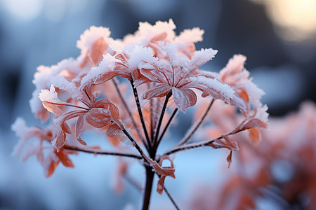 冰晶花朵图片