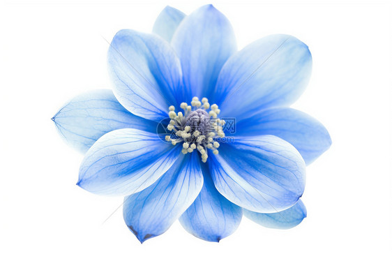 淡蓝色花朵图片