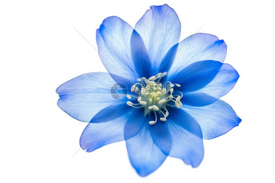 一朵蓝色的花朵图片