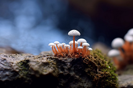 青苔石头上的蘑菇群图片