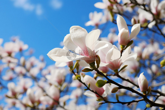 春天里白花盛开图片