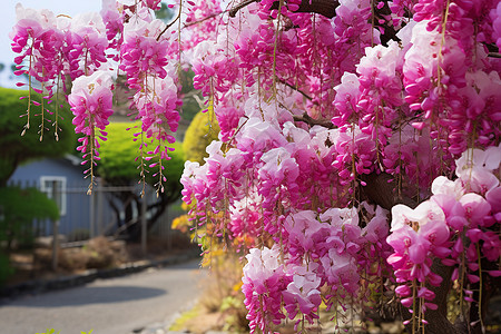 粉色花树图片