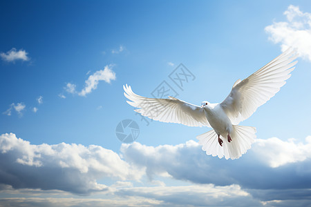一只白色鸟在蓝天中飞翔图片