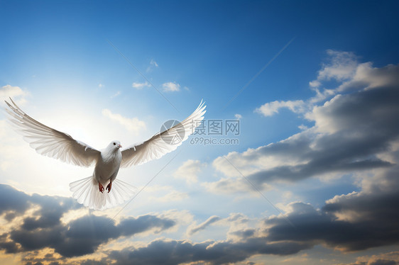 自由的白鸟在蓝天中飞翔图片