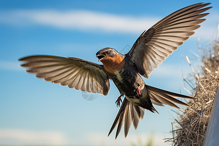 飞翔的小燕子背景图片