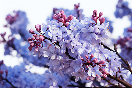 紫罗兰花怒放的树木图片