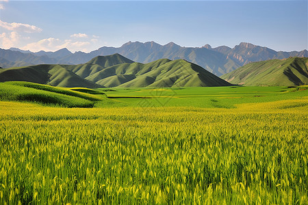 青山与牧场图片