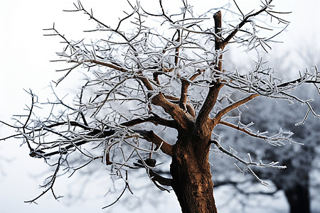 寒冬之下枯树被冰雪包围图片