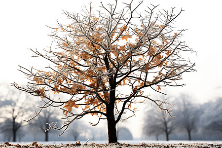 深秋中枯黄的树图片
