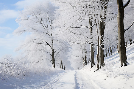 白雪中的雪道图片