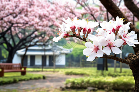 美丽的樱花盛开公园景观图片
