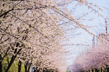 春季街景春季樱花盛开的街景背景