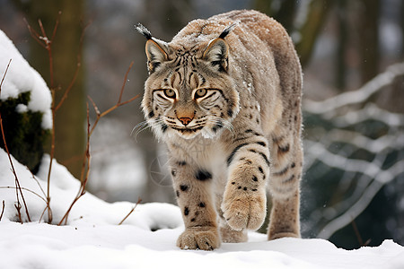 雪中行走的猞猁图片