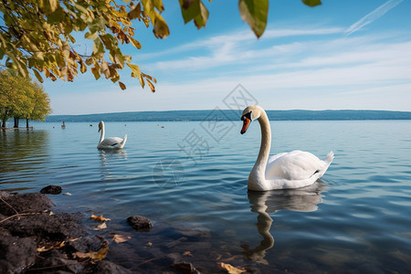 宁静湖泊中的天鹅图片