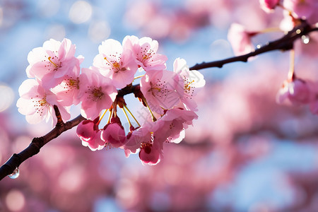 春季公园中盛开的美丽樱花图片