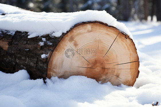 雪地里的木材图片