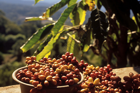 乡村农业种植的咖啡果园图片