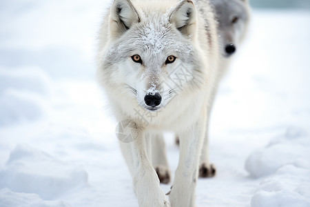 冬季雪山中的孤狼图片
