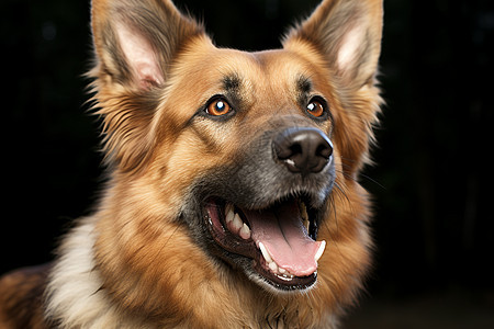 微笑的德国牧羊犬图片