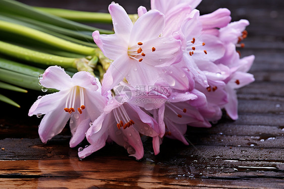 新鲜采摘的紫色花朵图片