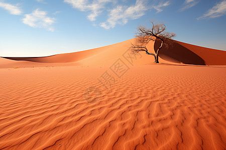 独树荒漠背景图片