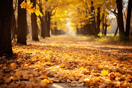 秋天落叶装满公园小路图片