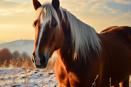 冬日朝霞中的马与群山图片