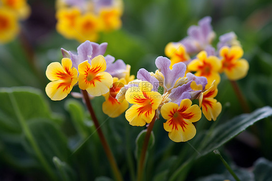 绚烂的花海图片