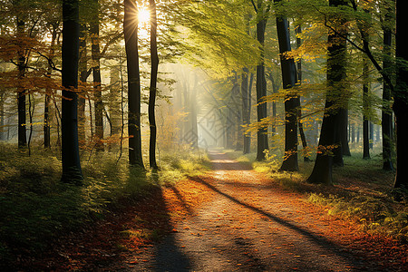 秋日森林里的阳光小径图片