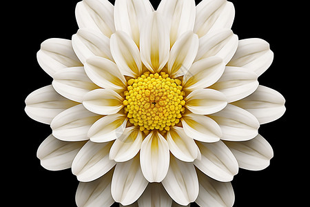 黑色背景上的白菊花图片