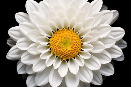 盛开的白菊花背景图片
