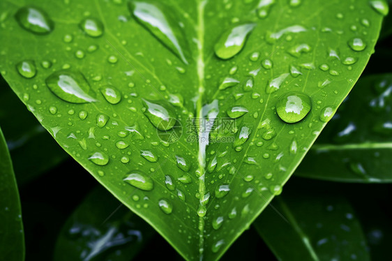 雨滴打湿树叶图片