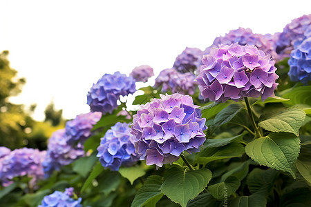 紫蓝色的绣球花从背景图片